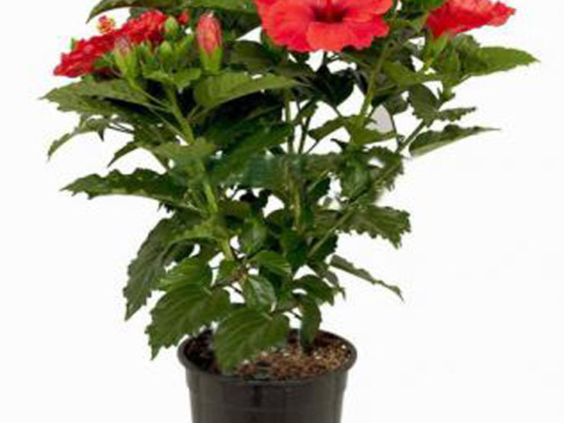 Hibiskus u loncu Uzgoj hibiskusa