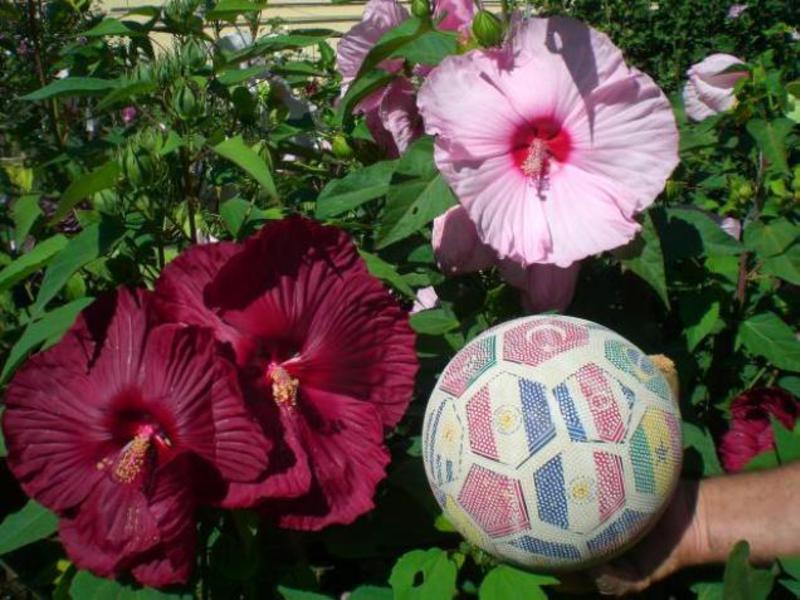 Veliki cvjetovi hibiskusa Domaće cvijeće hibiskusa