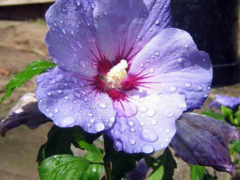 Različite boje hibiskusa Vrste hibiskusa