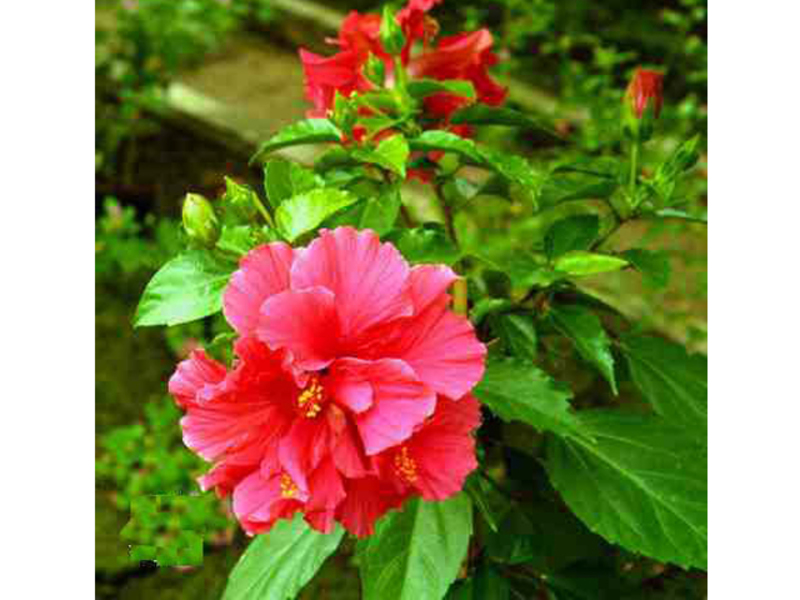 Tamo gdje hibiskus najbolje raste Uvjeti za rast hibiskusa