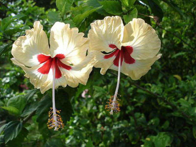 Cvjetajući hibiskus Razdoblje cvatnje hibiskusa