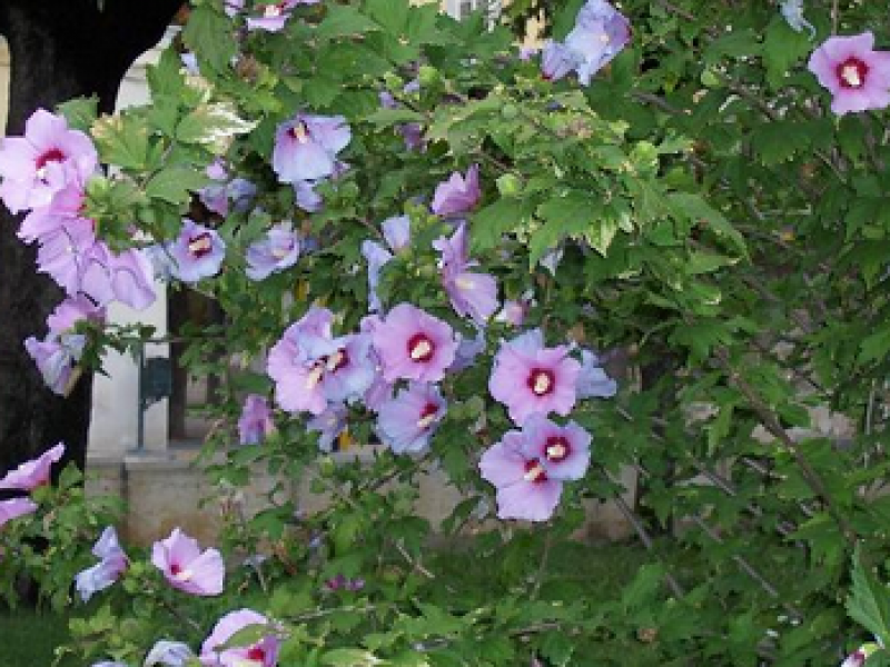Uzgoj hibiskusa Kako se brinuti za hibiskus