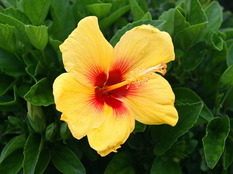 Opis cvijeta hibiskusa Kako hibiskus cvjeta