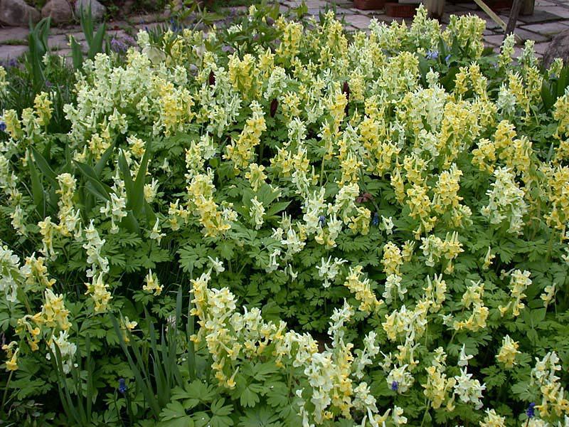 Corydalis cvjeta Kako se brinuti za greben