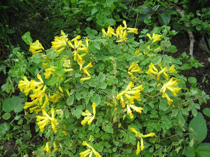 Kako raste corydalis Cvjetajuća koridala