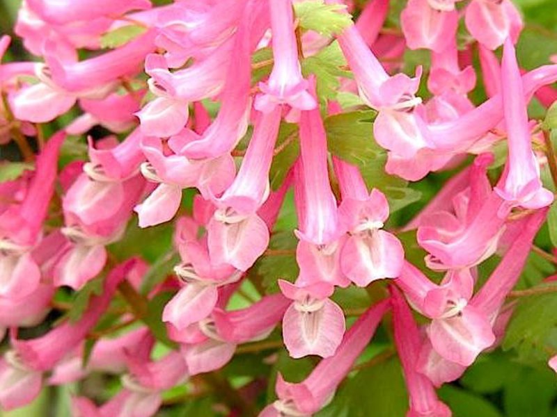 Sorte koridalisa Corydalis - izuzetna ljepota proljetnog cvijeća