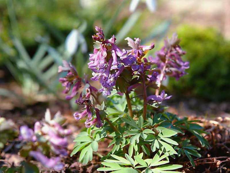 Corydalis cvijet. Sorte koridalisa