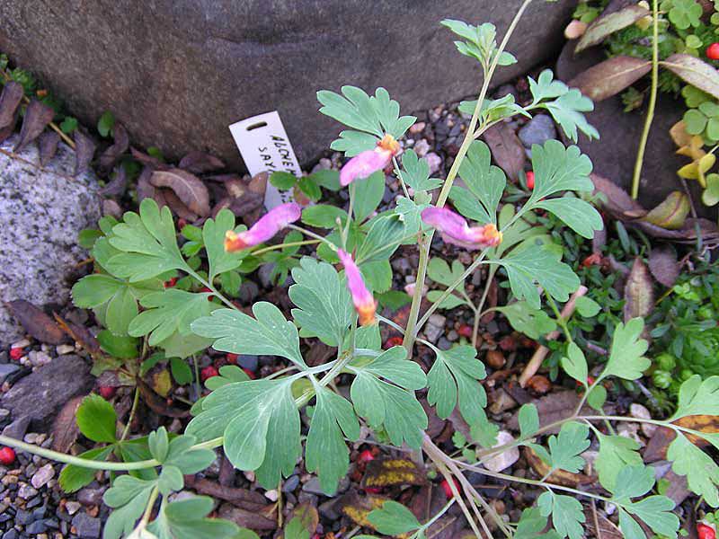 Corydalis lijepa Opis grebenaste biljke