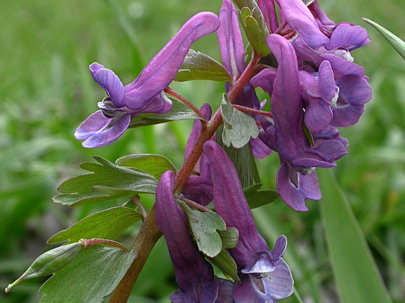 Corydalis se zgusnuo. Bijela grebenasta