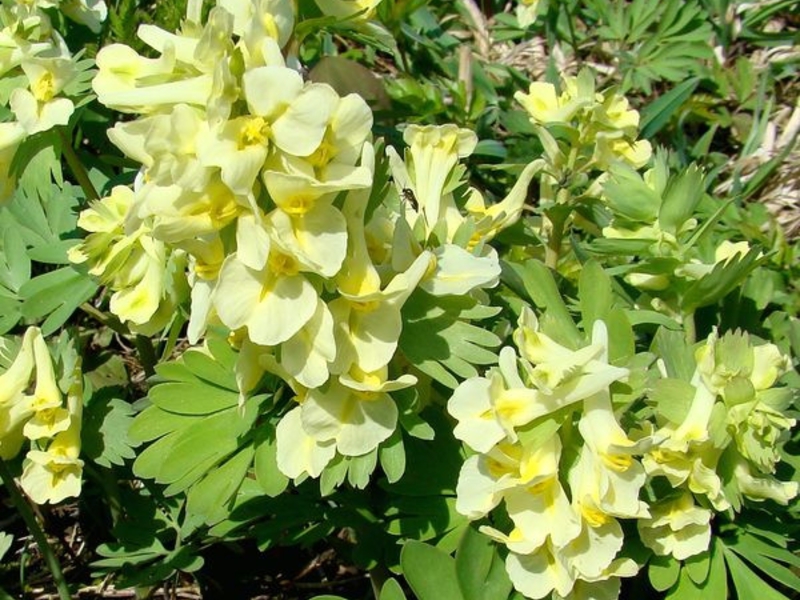 Šuma koridala Corydalis krupnocvjetni sa žutim cvjetovima.