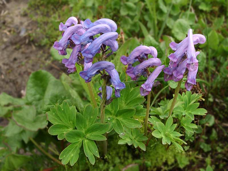 Corydalis cvjetovi Corydalis šuplje