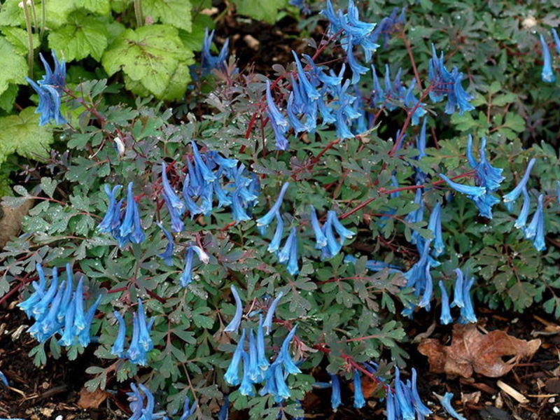 Kako corydalis cvjeta Corydalis razdoblje cvatnje
