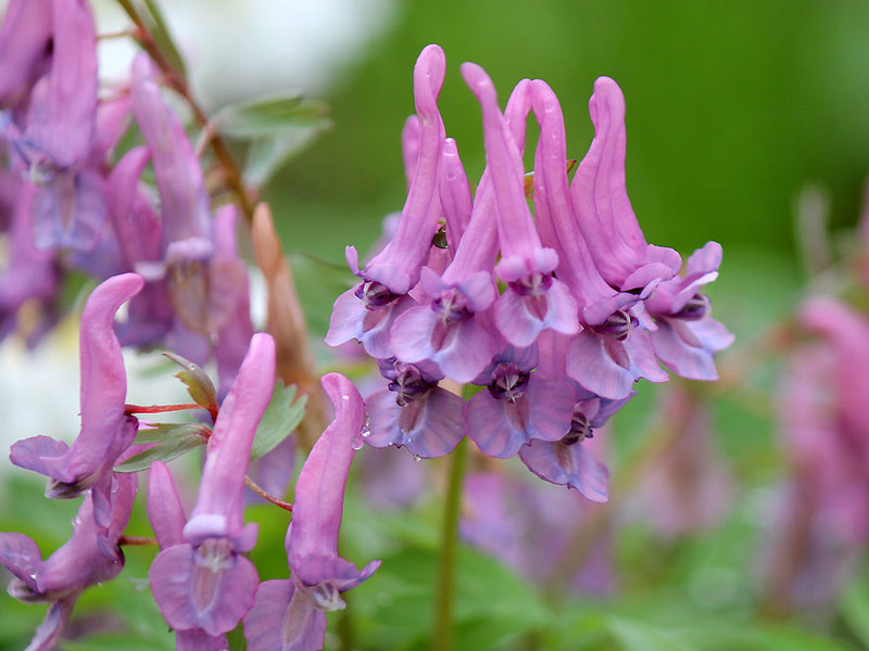Corydalis cvjeta Jedna od kratkih sezona rasta cvijeća je Corydalis