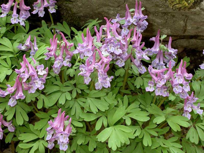 Prvi proljetni cvjetovi corydalisa Koliko dugo corydalis cvjeta