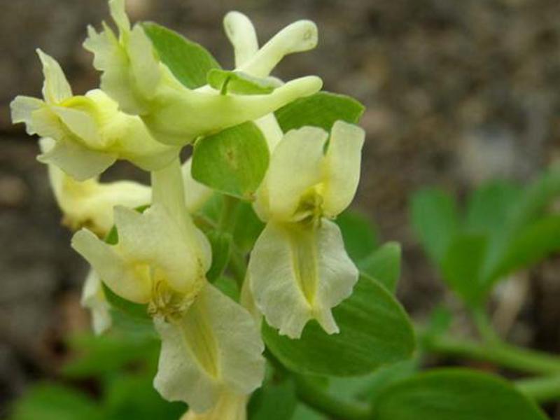 Crested Marshall. Corydalis - izuzetna ljepota proljetnog cvijeća
