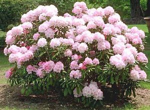 Pravila za sadnju i njegu rododendrona