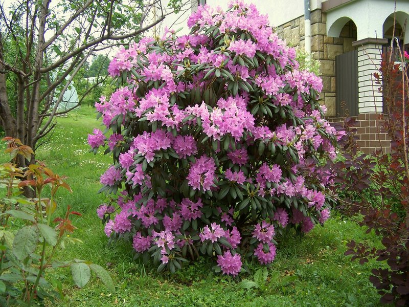 Razmnožavanje i briga o rododendronu Koje uvjete voli rododendron?