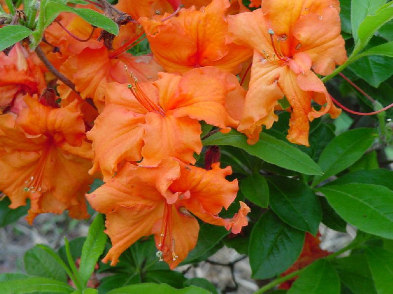 Rhododendron, sestrinski uzgoj. Uzgoj rododendrona u vrtu