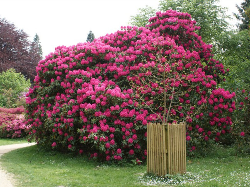 Cvjetni rododendronski grm Ime cvijeta rododendrona