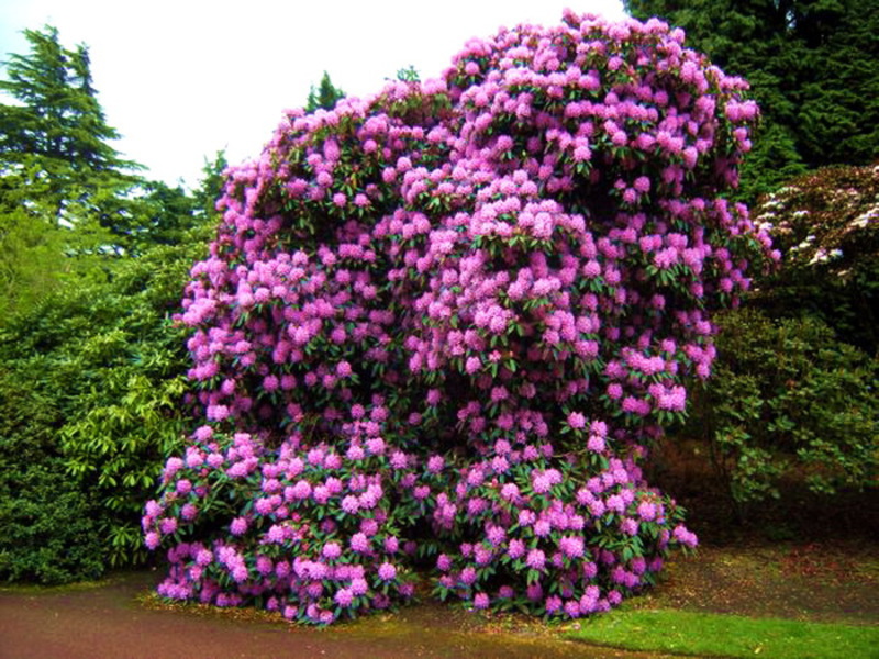 Opisana biljka rododendron Sorte rododendrona