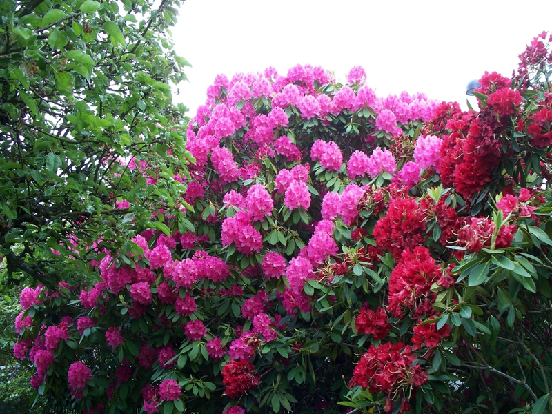 Kako se brinuti za rododendron Vrsta rododendrona