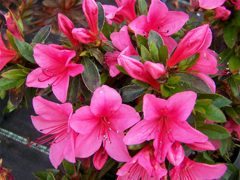 Cvjetni rododendron Rhododendron ružičasti