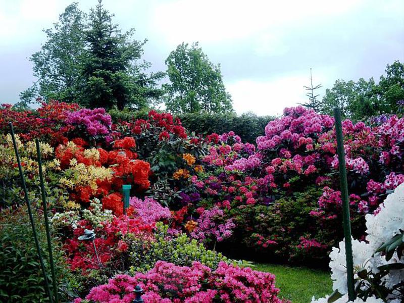 Rhododendron, sestrinski uzgoj. Formiranje grma rododendrona