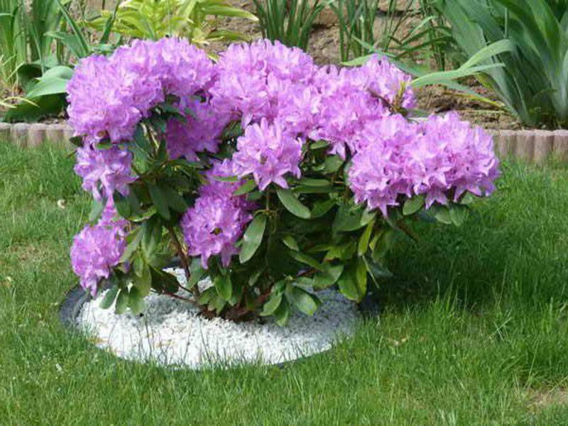 Kako se rododendron razmnožava Koji su uvjeti potrebni za uzgoj rododendrona