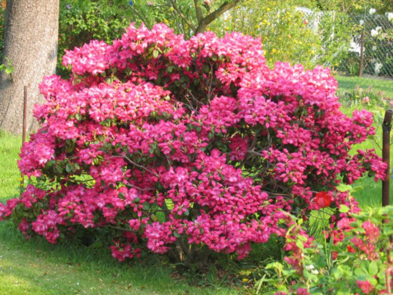 Cvjetni grm rododendrona Rododendron ružičasti