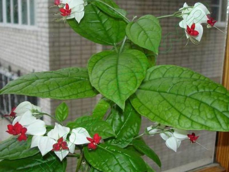 Unutarnji cvijet clerodendrum Sobno cvijeće clerodendrum