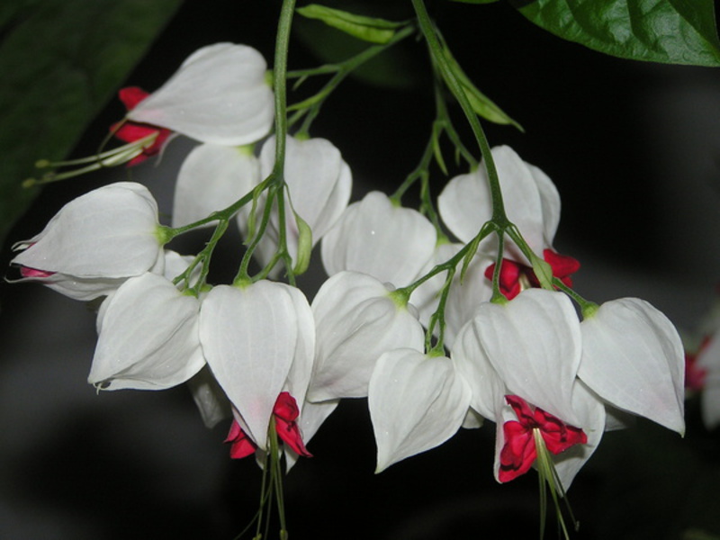 Clerodendrum filipinski. Vrste biljnih klerodendruma
