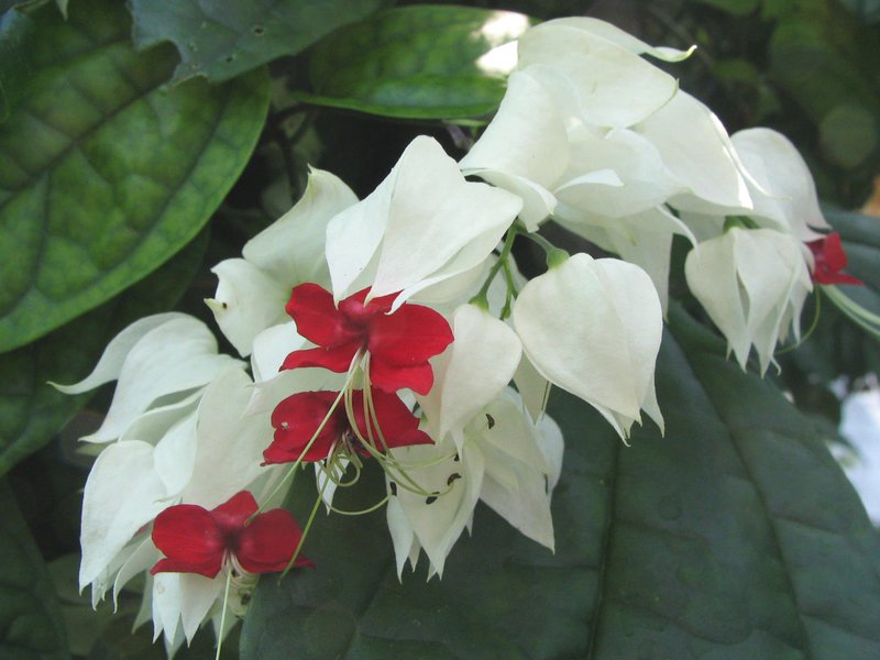 Stan mi je nov Njega cvijeća Clerodendrum