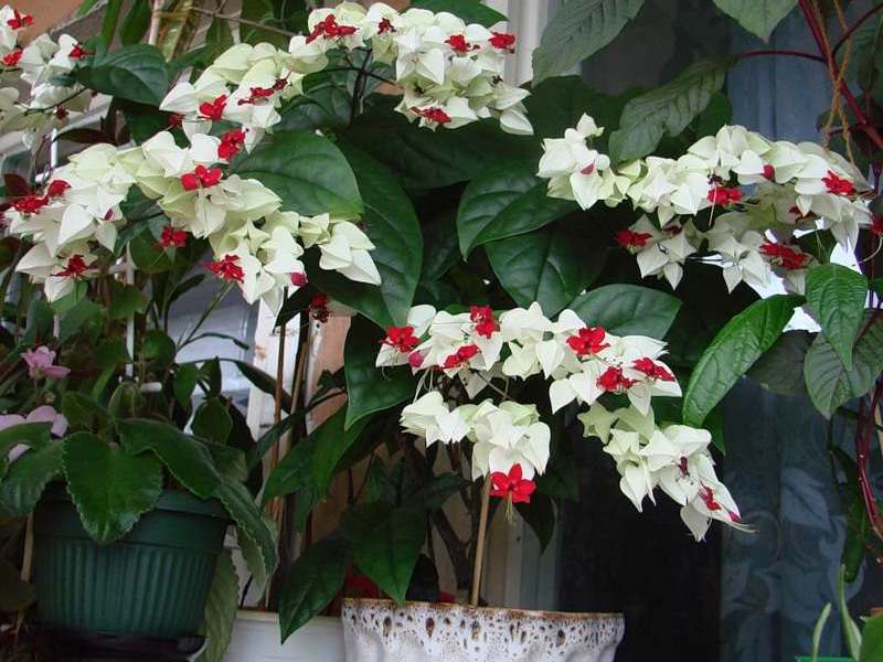Unutarnji cvijet clerodendrum Clerodendrum filipinski