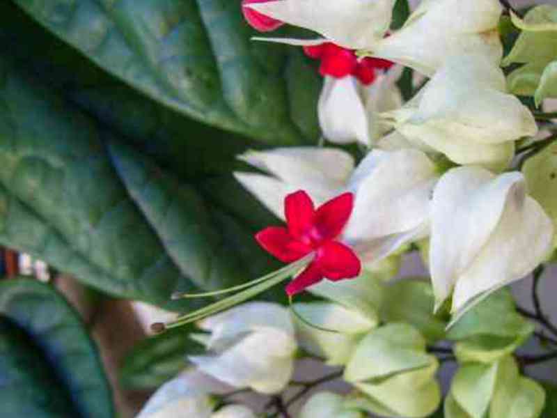 Ovo je Clerodendrum Toms Ukorjenjivanje clerodendruma