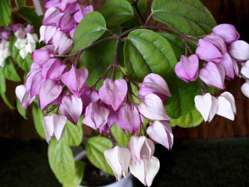 Nježni cvjetovi Clerodendruma Domaći clerodendrum