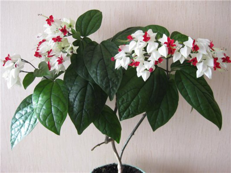Clerodendrum u loncu Sobno cvijeće clerodendrum