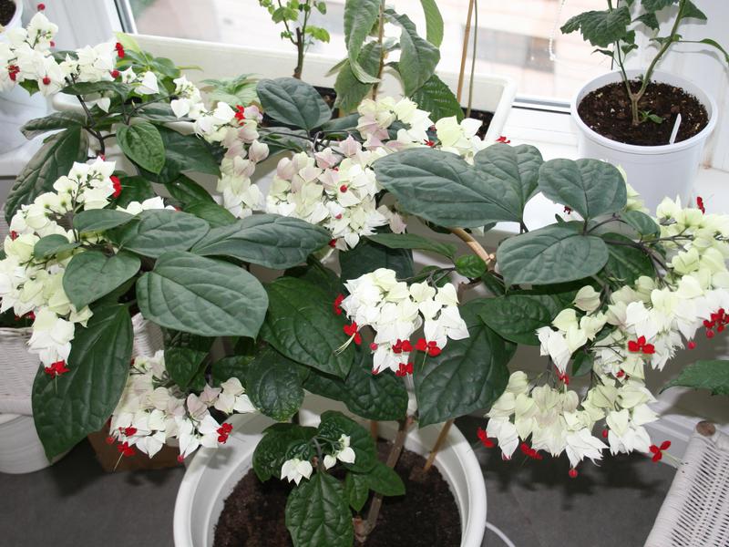 Clerodendrum filipinski. Uzgoj i njega Clerodendruma