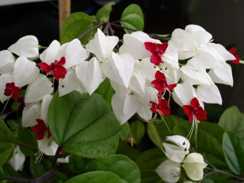 Koliko dugo će cvjetati clerodendrum Kako clerodendrum cvjeta