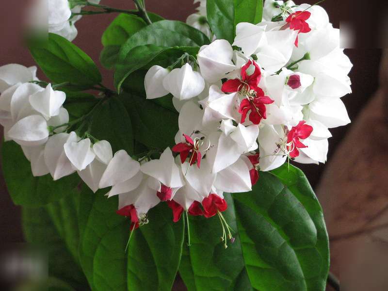 Opis cvijeta clerodendrum Kako razlikovati clerodendrum od ostalih cvjetova