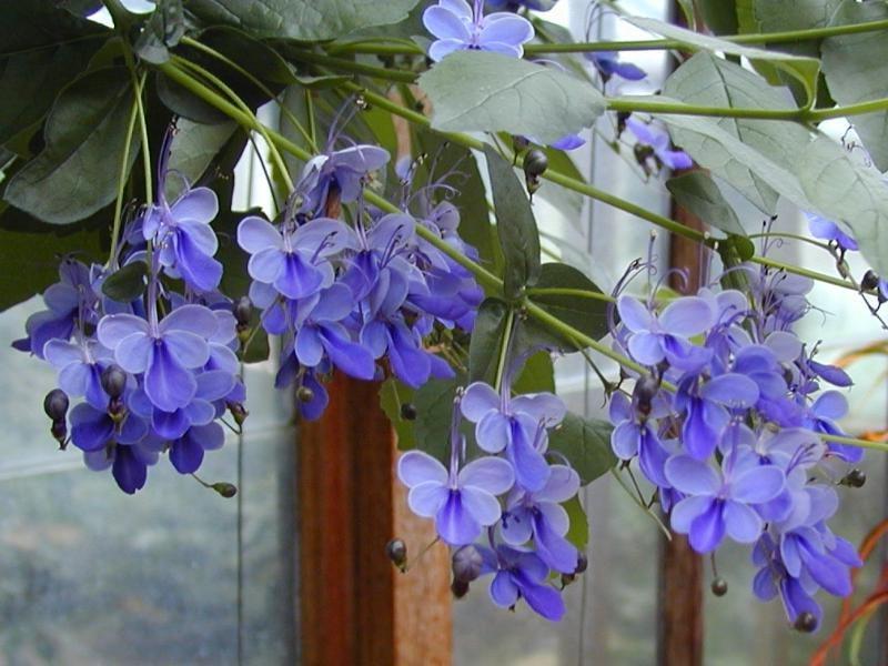 Cvjetovi Clerodendrum Koliko živi cvijet Clerodendrum?