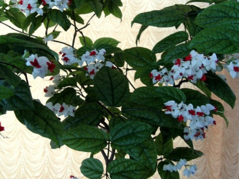 Njega i uzgoj Clerodendruma Uzgoj cvijeta clerodendrum kod kuće