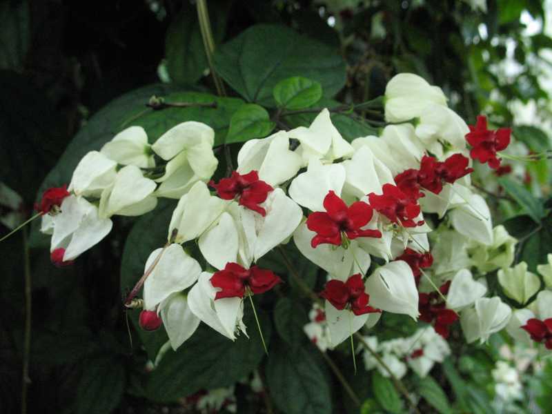 Cvjetni clerodendrum Domaći cvijet clerodendrum