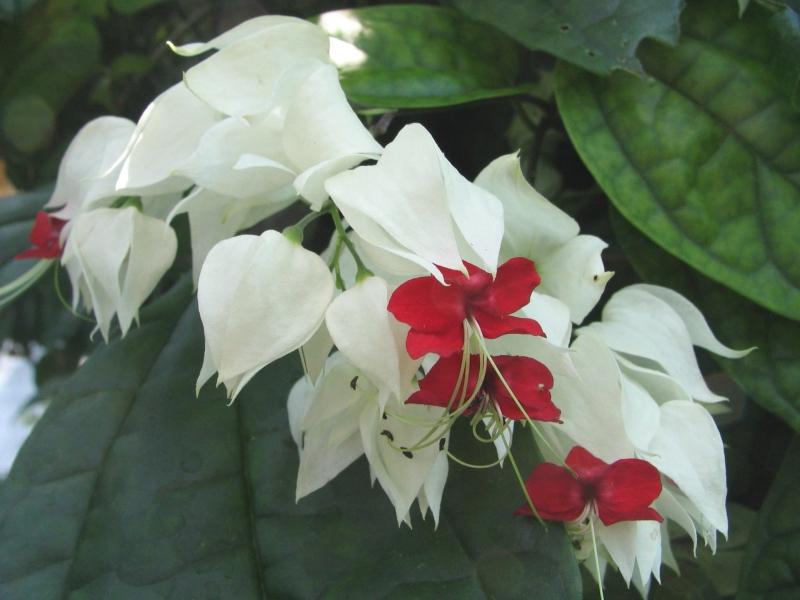 Ovo je Clerodendrum Toms Vrste klerodendruma