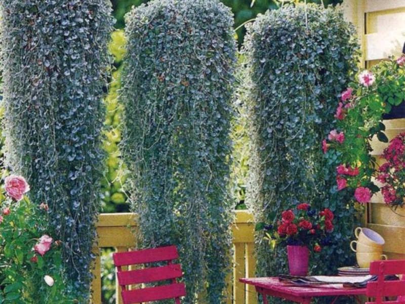 Dichondra ampelozna Dichondra u buketu