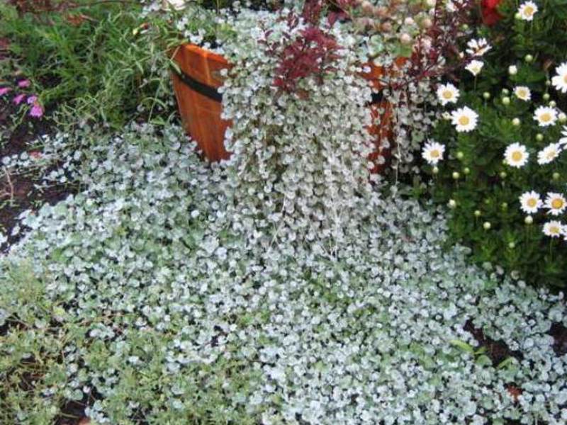 Dichondra - srebrnasti vodopad Tkanje vodopada dihondra