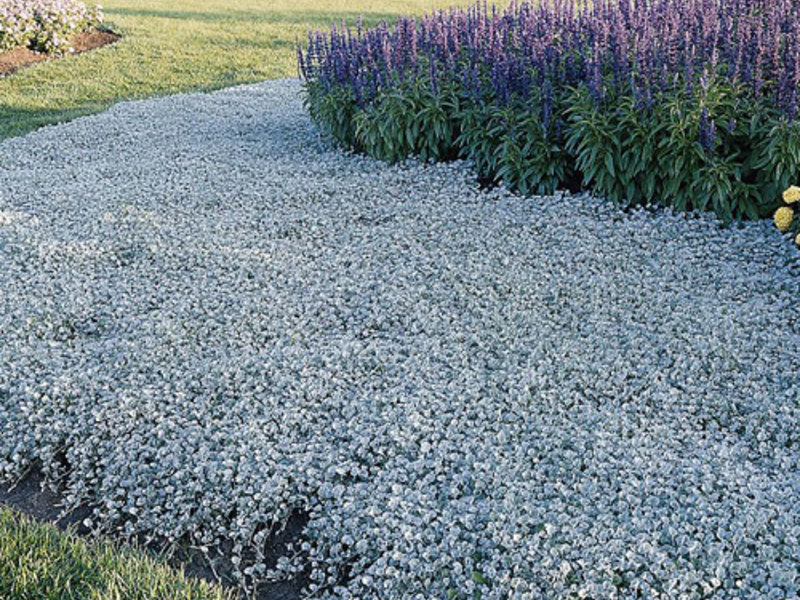 Dichondra ampelozna Dihondra i njezini tipovi