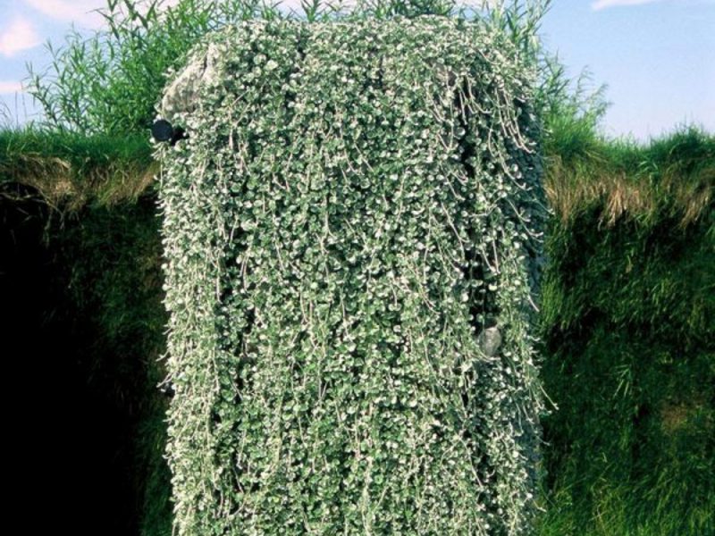 Dichondra - srebrnasti vodopad Srebrni vodopad