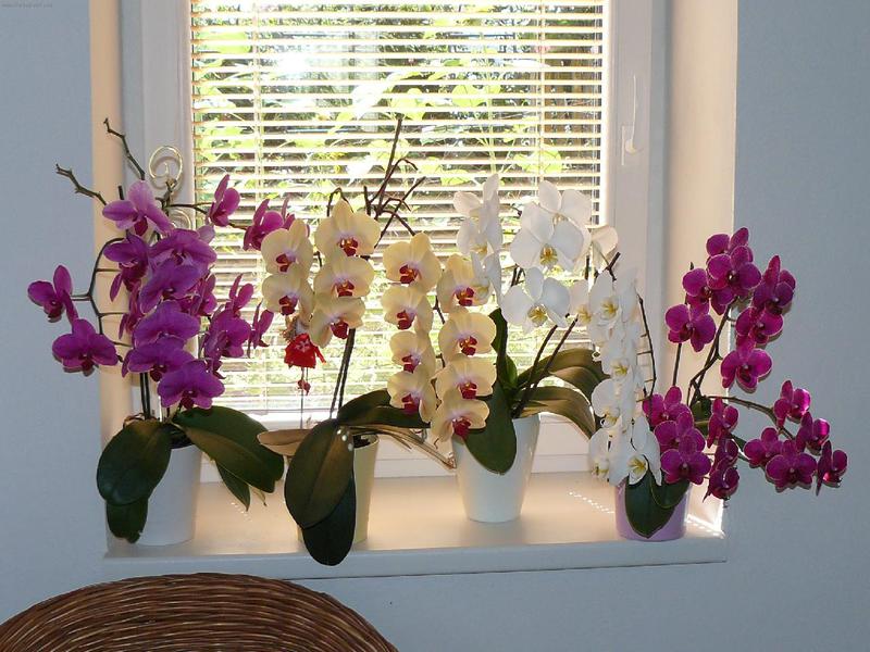 Koje su najpopularnije orhideje za domaći uzgoj Svojstva termofilne orhideje Phalaenopsis