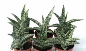 Aloe vera se može uzgajati u posudama.