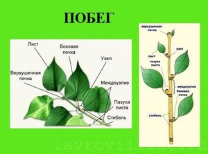 Uzgoj lovora - sadnja reznica